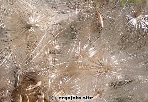 Distel Blühte 