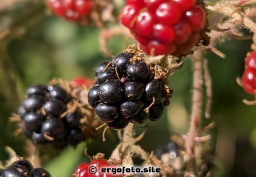 Beerenvielfalt 