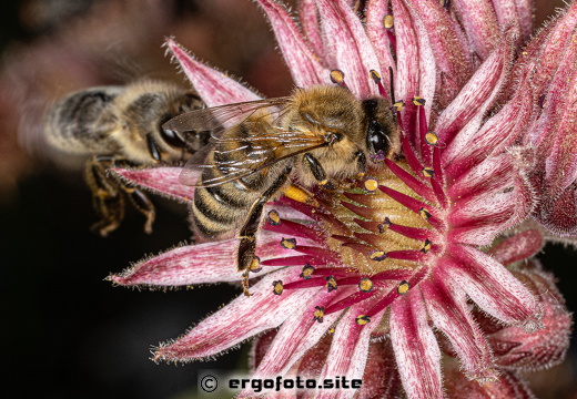 Bienen an Hauswurz