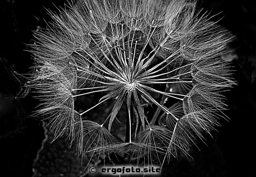 Makrofotografie 07.25