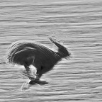 Hase auf der Flucht