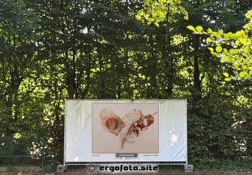 Apfelblatt mit Lampion