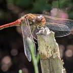 Libelle sonnt sich 