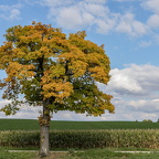 Goldener Herbst