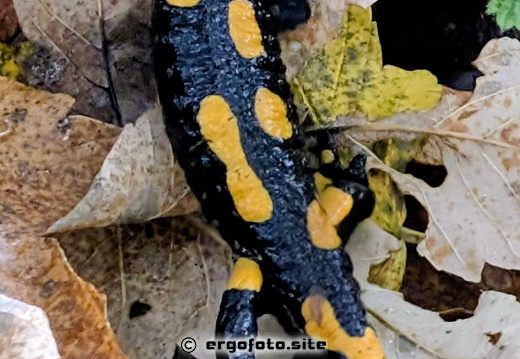 Feuersalamander 