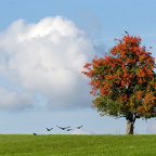 Herbstliches