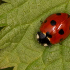 Siebenpunkt-Marienkäfer auf Brennessel