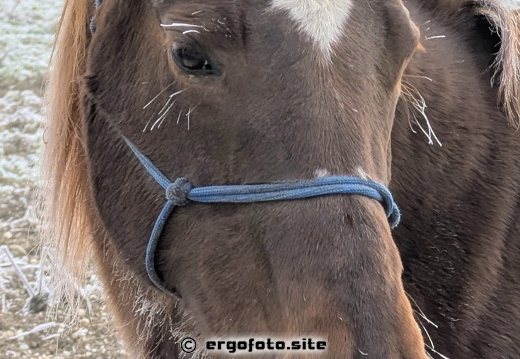 Sweety mit Rauschebrart