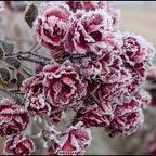 Frosted Roses 