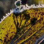 Nach einer frostigen Nacht - 2