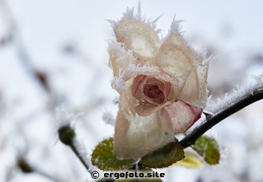 Rosenblüte überrascht vom Frost