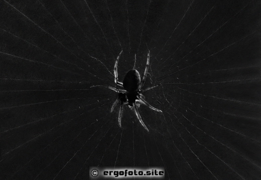 Nächtliche Spinne wartet