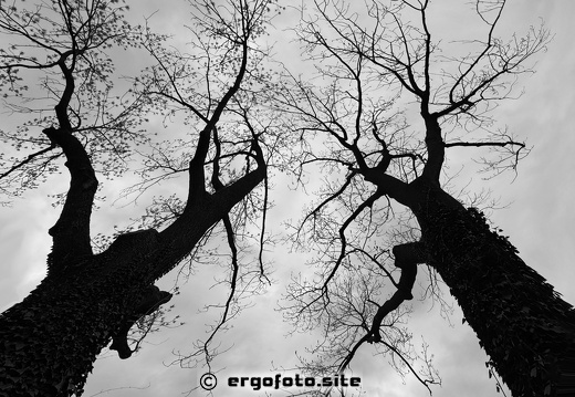 Zwiligsbäume in Ergoding