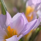 Zarte Krokussblueten