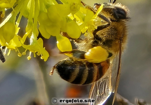 Westliche Honigbiene auf Kornelkirsche Blüte