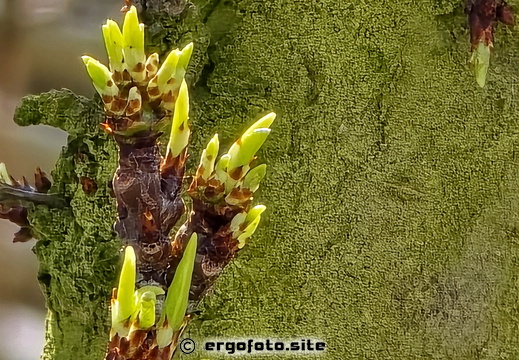 Neue Generation bei der Pflaume