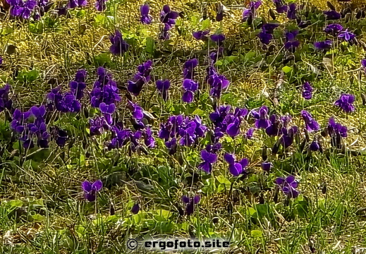 Mhh ... Märzveilchen Duft liegt in der Luft 