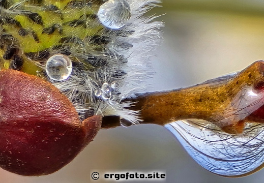 Salweide nach einer Nebelnacht